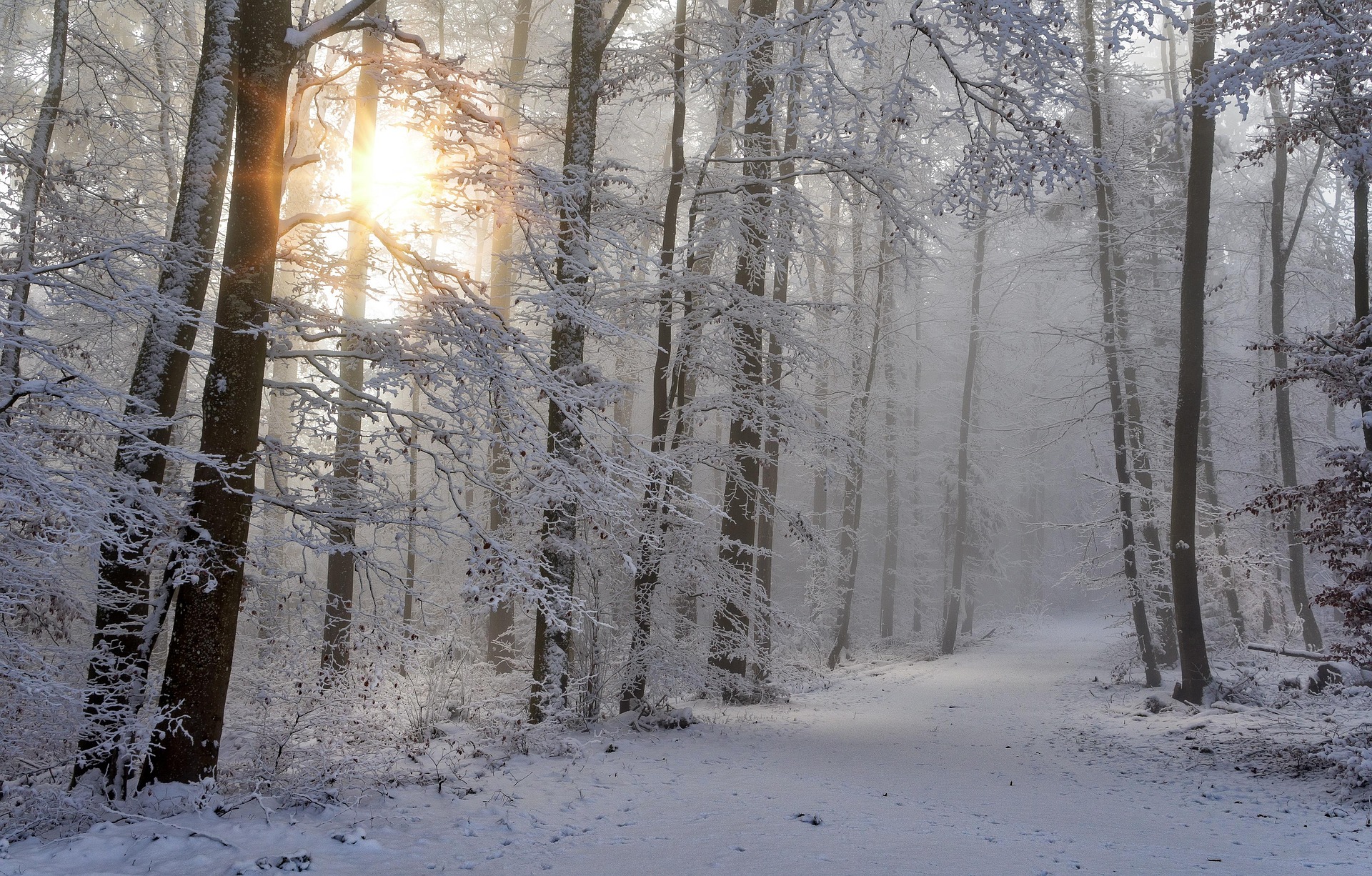 Winterwald