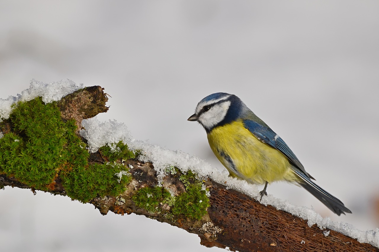 Blaumeise im Schnee