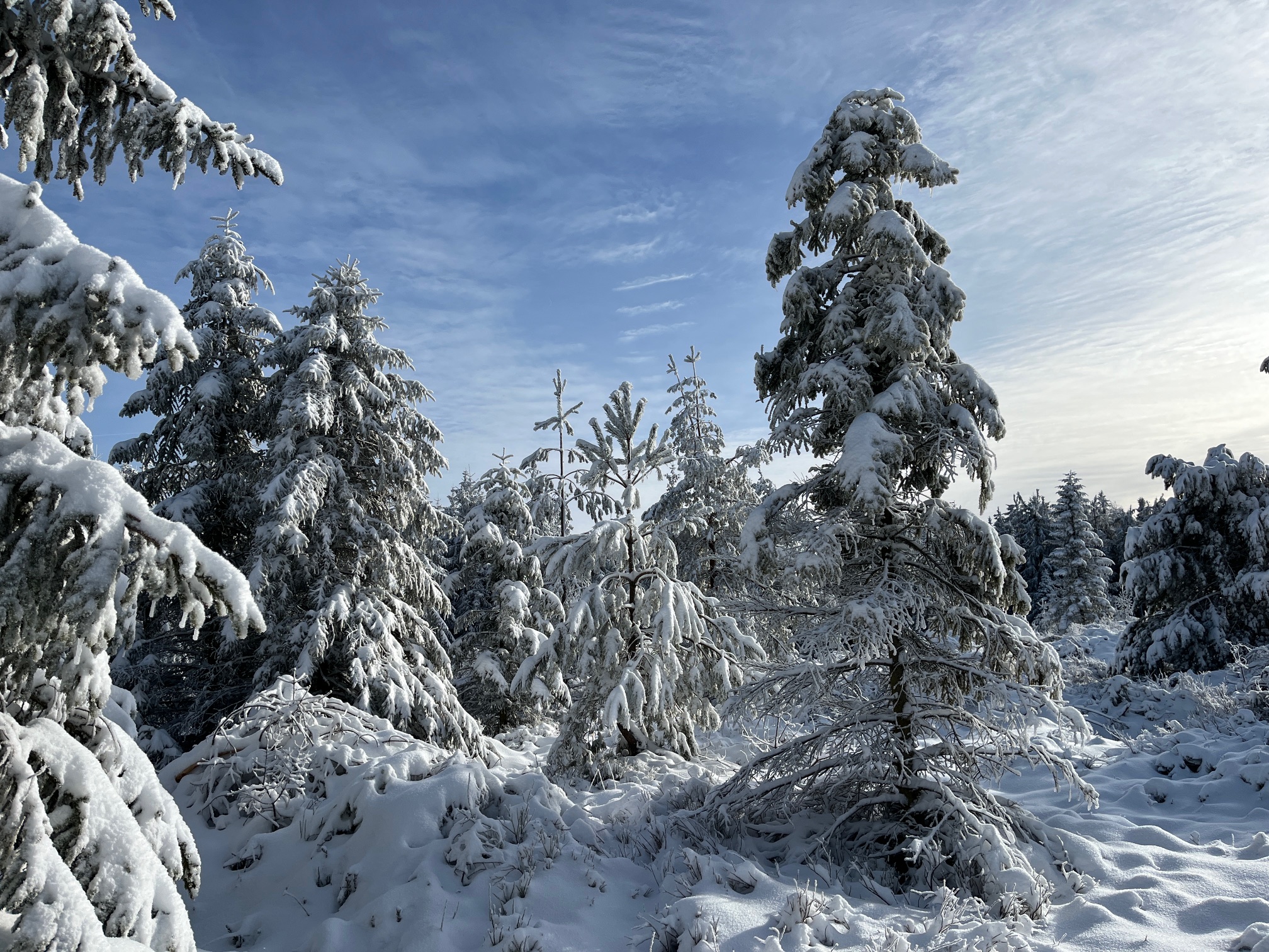 verschneiter Winterwald